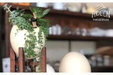 003-4　ダチョウの卵の寄せ植え