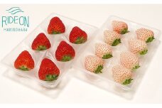 115-5 いちご 紅ほっぺ 白いちご 計 400g 計 2 パック 高級 紅白 イチゴ 苺 セット Sweet milk berry 各 1 パック 各 200g フルーツ 果物 ストロベリー 産地直送 国産 スイーツ デザート くだもの 畠農宝 静岡県 牧之原市