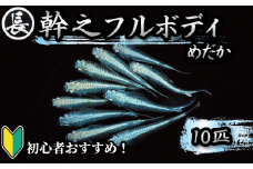 129-4 魚介 魚類 魚 幹之フルボディ 10匹 めだか 飼育 初心者 おすすめ 水槽 インテリア 生物 鑑賞 美 静岡県 牧之原市 丸長
