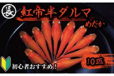 129-5 魚介 魚類 魚 紅帝半ダルマ 10匹 めだか 飼育 初心者 おすすめ 水槽 インテリア 生物 鑑賞 美 静岡県 牧之原市 丸長