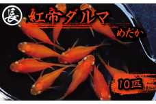 129-6 魚介 魚類 魚 紅帝ダルマ 10匹 めだか 飼育 おすすめ 水槽 インテリア 生物 鑑賞 美 静岡県 牧之原市 丸長