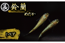 129-7 魚介 魚類 魚 鈴蘭 スズラン 1ペア めだか 飼育 おすすめ 水槽 インテリア 生物 鑑賞 美 静岡県 牧之原市 丸長