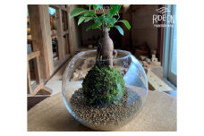 【こけ専門 農家直送】 ガジュマル 付き 苔玉 苔玉 コケ こけ苔 こけだま 苔だま コケダマ コケ玉 苔リウム 苔テラリウム インテリア がじゅまる ガジュマル インテリアグリーン 観葉植物 家庭用 簡単 お手軽 自由研究 綺麗 夏休み かんようしょくぶつ ガーデニング がーでにんぐ 園芸植物 しょくぶつ 風水 農家直送 産地直送 牧之原市 静岡県 コケノミウラ