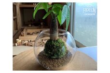 苔 パキラ 苔玉 コケ こけ 農家直送 インテリア 観葉 植物 静岡県 牧之原市 専門農家 直送 パキラ苔玉