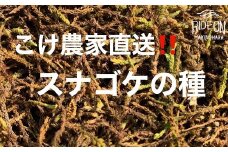 123-6 こけ専門農家直送!!スナゴケの種10L