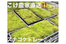 123-11 こけ専門農家直送!!スナゴケ（育苗トレー入り）2枚