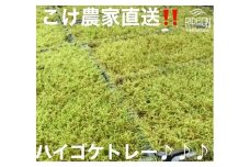 123-13 こけ専門農家直送!!ハイゴケ（育苗トレー入り）2枚 ハイゴケ はいごけ こけ庭 苔庭 コケ庭 庭園 苔玉 コケ玉 インテリア インテリアグリーン 観葉植物 雑貨 装飾品 家庭用 簡単 お手軽 自由研究 綺麗 夏休み かんようしょくぶつ ガーデニング がーでにんぐ 園芸 植物 しょくぶつ コケ作り 苔作り こけ作り 農家直送 産地直送 牧之原市 静岡県 コケノミウラ