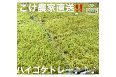 こけ専門農家直送 ハイゴケ（育苗トレー入り）6枚 はいごけ ハイゴケ はい ごけ ハイ ゴケ こけ庭 苔庭 コケ庭 庭園 苔玉 コケ玉 インテリア インテリアグリーン 観葉植物 雑貨 装飾品 家庭用 簡単 お手軽 自由研究 綺麗 夏休み かんようしょくぶつ ガーデニング がーでにんぐ 園芸 植物 しょくぶつ コケ作り 苔作り こけ作り 農家直送 産地直送 牧之原市 静岡県 コケノミウラ
