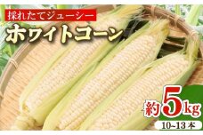 とうもろこし ホワイトコーン 10～13本 約5㎏ 糖度 17～20度 雪の妖精 甘い 美味しい 野菜 バーベキュー 産地直送 新鮮 生鮮 食品 山本耕業 静岡県 牧之原市