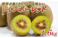キウイ 1.6kg フルーツ 果物 スイーツ レインボーレッド キウイ きうい レインボー レッド キウイ 産地直送 くだもの デザート ギフト プレゼント 贈答 国産 落合農園 静岡県 牧之原市
