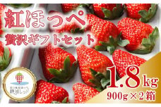 【令和8年1月から発送】 紅ほっぺ 贅沢 ギフト セット 900ｇ × 2箱 果物 いちご イチゴ 苺 フルーツ くだもの スイーツ デザート ストロベリー おやつ 完熟 直送 ギフト 家庭用 贈答用 贈答 ギフト 贈り物 甘い ブランド ジャム スムージー アレンジ フルーツサンド フルーツ大福 いちご大福 健康 ビタミン 農家直送 朝採れ ベリー 国産 イチゴイチエ石神農園 静岡県 牧之原市
