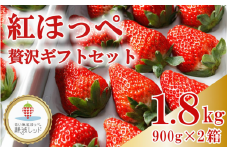 【令和8年1月から発送】 紅ほっぺ 贅沢 ギフト セット 900ｇ × 2箱 果物 いちご イチゴ 苺 フルーツ くだもの スイーツ デザート ストロベリー おやつ 完熟 直送 ギフト 家庭用 贈答用 贈答 ギフト 贈り物 甘い ブランド ジャム スムージー アレンジ フルーツサンド フルーツ大福 いちご大福 健康 ビタミン 農家直送 朝採れ ベリー 国産 イチゴイチエ石神農園 静岡県 牧之原市