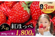 【1～2月発送】 紅ほっぺ 超大粒 1800g いちご 冷蔵発送 べにほっぺ 苺 イチゴ 2箱 ゆりかーご 土耕栽培 フルーツ 果物 スイーツ デザート 朝摘み ストロベリー おやつ 完熟 直送 ギフト 家庭用 贈答用 贈答 ギフト 贈り物 甘い ブランド ジャム アレンジ 農家直送 ベリー 産地直送 国産 おすすめ 森木農園 静岡県 牧之原市 ~土耕栽培だから濃くて甘い!~