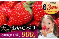 【1～3月発送】 おいCベリー 超大粒 900g いちご 冷蔵発送 おいcベリー 苺 イチゴ 1箱 ゆりかーご 土耕栽培 フルーツ 果物 スイーツ デザート 朝摘み ストロベリー おやつ 完熟 直送 ギフト 家庭用 贈答用 贈答 ギフト 贈り物 甘い ブランド ジャム アレンジ 農家直送 ベリー 産地直送 国産 おすすめ 森木農園 静岡県 牧之原市 ~土耕栽培だから濃くて甘い!~