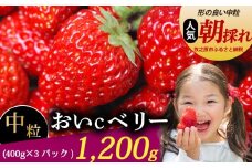 おいCベリー 中粒 1200g いちご 冷蔵発送 おいCベリー 苺 イチゴ 400g × 3パック ゆりかーご 土耕栽培 フルーツ 果物 スイーツ デザート 朝摘み ストロベリー おやつ 完熟 直送 ギフト 家庭用 贈答用 贈答 ギフト 贈り物 甘い ブランド ジャム アレンジ 農家直送 ベリー 産地直送 国産 おすすめ 森木農園 静岡県 牧之原市 ~土耕栽培だから濃くて甘い!~