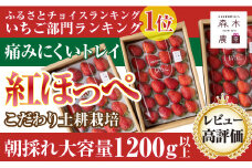 060-14 完熟 紅ほっぺ 計1.2kg 以上 森木農園 果物 いちご 苺 ブランド 甘い ジャム スムージー ギフト おやつ ビタミン 美容 特産品 直送 新鮮 ブランド 静岡 ※ゆりかごパックでお届け【常温発送】