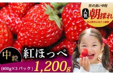 紅ほっぺ 中粒 1200g いちご 冷蔵発送 紅ほっぺ 400g × 3 パック 苺 イチゴ 1箱 ゆりかーご 土耕栽培 フルーツ 果物 スイーツ デザート 朝摘み ストロベリー おやつ 完熟 直送 ギフト 家庭用 贈答用 贈答 ギフト 贈り物 甘い ブランド ジャム アレンジ 農家直送 ベリー 産地直送 国産 おすすめ 森木農園 静岡県 牧之原市 ~土耕栽培だから濃くて甘い!~