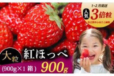 【1月～2月発送】 紅ほっぺ 超大粒 900g いちご 冷蔵発送 べにほっぺ 苺 イチゴ 1箱 ゆりかーご 土耕栽培 フルーツ 果物 スイーツ デザート 朝摘み ストロベリー おやつ 完熟 直送 ギフト 家庭用 贈答用 贈答 ギフト 贈り物 甘い ブランド ジャム アレンジ 農家直送 ベリー 産地直送 国産 おすすめ 森木農園 静岡県 牧之原市 ~土耕栽培だから濃くて甘い!~