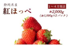 【1~4月発送】 紅ほっぺ 2000g以上 いちご 1000g×2パック イチゴ 冷蔵発送 苺 2kg 土耕栽培 フルーツ 果物 スイーツ デザート朝摘み ストロベリー おやつ 完熟 直送 ギフト 家庭用 贈答用 贈答 ギフト 贈り物 甘い ブランド ジャム アレンジ フルーツサンド 農家直送 ベリー 産地直送 国産 おすすめ 森木農園 静岡県 牧之原市 ~土耕栽培だから濃くて甘い!~