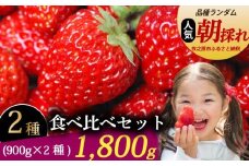 いちご 食べ比べ セット 1800g 苺 食べ比べ 900g × 2種 紅ほっぺ おいＣベリー きらぴ香 2品種 冷蔵 冷蔵発送 イチゴ ストロベリー フルーツ 果物 贈答用 ギフト プレゼント 旬 季節 冬 春 産地直送 フレッシュ 美味しい おいしい 甘い 食べ比べ デザート スイーツ 牧之原市 静岡県