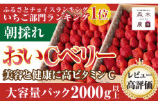 060-4 超特大 おいCベリー 計2kg 以上 森木農園 果物 いちご 苺 フルーツ 果物 ストロベリー おやつ 直送 ギフト 甘い ブランド ジャム スムージー 健康 ビタミン 静岡【常温発送】