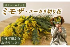 ミモザ ・ ユーカリ 切り花 ボリューム セット  牧之原市産 花 ギフト プレゼント 贈り物 お祝い お花 緑王園芸 ミモザ ユーカリ 花束 ふるさと納税 人気 おすすめ ドライフラワー インテリア 雑貨 母の日 静岡県 牧之原市