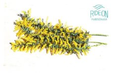 169-1 ミモザ 切り花 80cm×8本 牧之原産 インテリア 花 ギフト プレゼント 贈り物 お祝い 花 緑王園芸 静岡県 牧之原市 
