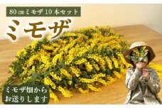 ミモザ 切り花 80cm × 8本 牧之原産 インテリア 花 ギフト プレゼント 贈り物 お祝い 花 人気 おすすめ ミモザ畑 雑貨 母の日 ギフト プレゼント 手作り 緑王園芸 お花 観葉 静岡県 牧之原市 
