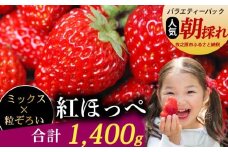 紅ほっぺ 1400ｇ以上 いちご バラエティー パック 苺 イチゴ ゆりかーご 土耕栽培  フルーツ 果物 スイーツ 朝摘み ストロベリー おやつ 直送 完熟 ギフト 家庭用 贈答 贈り物 ブランド 甘い ジャム アレンジ 農家直送 ベリー 産地直送 国産 おすすめ 森木農園 静岡県 牧之原市 ~土耕栽培だから濃くて甘い!~