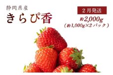 　【2月発送】 きらぴ香 2000g以上 いちご 1000g×2パック イチゴ 冷蔵発送 苺 2kg 土耕栽培 フルーツ 果物 スイーツ デザート朝摘み ストロベリー おやつ 完熟 直送 ギフト 家庭用 贈答用 贈答 ギフト 贈り物 甘い ブランド ジャム アレンジ フルーツサンド 農家直送 ベリー 産地直送 国産 おすすめ 森木農園 静岡県 牧之原市 ~土耕栽培だから濃くて甘い!~