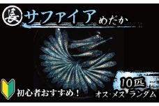 129-11 魚介 魚類 魚 サファイア オス・メス ランダム 10匹 めだか 飼育 初心者 おすすめ 水槽 インテリア 生物 鑑賞 美 静岡県 牧之原市 丸長