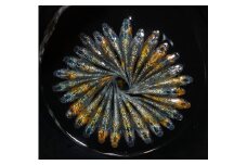 ユリシス オス メス ランダム 30匹 めだか 目高 苔 インテリア 生きもの 生物 観葉 生体 雄 雌 室内 水槽 アクア アクアリウム 飼育 ペット 長生き 通販 販売 自由研究 セット ユリシス 水質管理 健康 天然水 エサ 餌 環境 ビニール スチロール 水槽 育て方 買い方 稚魚 品種 人気 おすすめ プレゼント 贈答 贈答用 種類 送料無料 静岡県 牧之原市 丸長 レイアウト 室内 