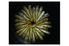 金平糖　オス・メス　ランダム10匹 めだか 飼育 初心者 おすすめ 水槽 インテリア 生物 生体 趣味 室内 メダカ 元気なメダカ ヒレ長メダカ 黒 オレンジ ラメ 健康 生魚 魚 めだか 生き物 いきもの 人気品種 厳選 鑑賞 鑑賞用 繁殖 綺麗 きれい 丈夫 育てやすい 美 国産 めだか メダカ プレゼント 贈答用 ギフト 品種 人気 送料無料 飼育初心者 静岡 県 牧之原 市 丸長