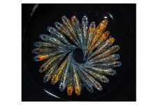 めだか ユリシス 松井ヒレ長 オス メス ランダム 10匹 アクアリウム 水槽 インテリア 生物 生体 趣味 メダカ 元気なメダカ 健康 生魚 魚 めだか 生き物 いきもの 人気魚種 イチオシ おすすめ 送料無料 死着保証 魚介 魚類 魚 初心者向け 光沢 輝く 人気品種 厳選 鑑賞 鑑賞用 繁殖 綺麗 きれい 丈夫 育てやすい 美 国産 メダカ 牧之原メダカ 静岡めだか 静岡県 牧之原市 丸長