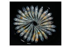 129-33 桜餅 オス ・ メス ランダム 10 匹 めだか 飼育 初心者 おすすめ 水槽 インテリア 生物 生体 趣味 室内 メダカ 元気なメダカ 三色個体 オーロラ個体 健康 生魚 魚 めだか 生き物 いきもの 人気品種 厳選 鑑賞 鑑賞用 繁殖 綺麗 きれい 丈夫 育てやすい 美 国産 めだか メダカ プレゼント 贈答用 ギフト 品種 人気 送料無料 飼育初心者 静岡県 牧之原市 丸長