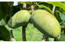 060-30　【限定20セット】　❝超希少❞　幻のフルーツ完熟ポポー1500ｇ
