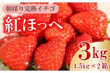 【令和7年12月発送】 朝摘み 紅ほっぺ 3kg セット 果物 いちご イチゴ 苺 フルーツ くだもの スイーツ デザート ストロベリー おやつ 完熟 直送 ギフト 家庭用 贈答用 贈答 ギフト 贈り物 甘い ブランド ジャム スムージー アレンジ フルーツサンド フルーツ大福 いちご大福 健康 ビタミン 農家直送 朝採れ ベリー 産地直送 国産 おすすめ イチゴイチエ石神農園 静岡県 牧之原市