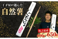 074-7　丁子屋が選んだ 自然薯 台地のご馳走 600 g ～650 g 新鮮 健康 長寿 とろろ 静岡県 牧之原市 ヤマゴ増田製茶
