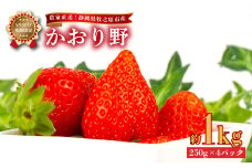041-9 【2025年1月から順次発送】いちご かおり野 1kg 250g × 4パック 産地直送 フルーツ 苺 果物 ストロベリー 静岡県 牧之原市産
