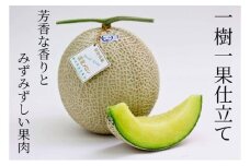 アローマメロン 1玉 1.4～1.8kg 白 静岡 美味しい おいしさ 甘さ 糖度 香り 食べ頃 フルーツ 果物 くだもの 品種 贈答用 プレゼント メロン 美容 ギフト 人気 果物 おすすめ スイーツ デザート 健康 めろん マスクメロン 静岡県 温室 農業 協同 組合 果実 栽培 産地直送 日光 極実屋 温室 静岡県 牧之原市 ギフト 贈答用 プレゼント 贈答 KIWAMIYA 産地直送