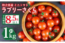 ミニ トマト フルーツ トマト ラブリーさくら うまたま 予約 受付 1kg 国産 野菜 フルーツ 甘い 静岡県 牧之原市 山本農園