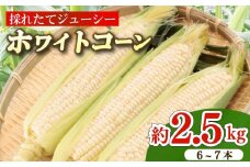とうもろこし ホワイトコーン 6～7本 約2.5㎏ 糖度 17～20度 雪の妖精 朝採り もぎたて 甘い トウモロコシ もろこし とうきび 美味しい 野菜 バーベキュー お取寄せ お取寄せグルメ 産地直送 農家直送 新鮮 生鮮 食品 国産 夏野菜 旬 贈答 プレゼント ギフト お中元 牧之原とうもろこし 牧之原トウモロコシ 静岡とうもろこし 静岡トウモロコシ 山本耕業 こめ香 静岡県 牧之原市