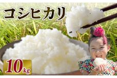 【2026年1月発送】米 コシヒカリ 10 kg  お米 白米 一等米 白米 精米 ご飯 白 ごはん おいしい 国産 静岡県 牧之原市 日用品 日常 便利 