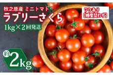 訳あり ミニ トマト フルーツ トマト ラブリーさくら うまたま 予約 受付 1kg × 2回発送 計 2kg 国産 野菜 フルーツ 甘い 別送 静岡県 牧之原市 山本農園