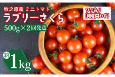 訳あり ミニ トマト フルーツ トマト ラブリーさくら うまたま 予約 受付 500g × 2回発送 計 1kg 国産 野菜 フルーツ 甘い 別送 静岡県 牧之原市 山本農園