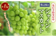 【先行予約8月初旬以降発送】シャインマスカット 令和7年度産 約1kg 先行予約 人気 数量限定 フルーツ ぶどう お取り寄せ 国産 安心 しゃいんますかっと 果物 くだもの フルーツ ふるーつ 果汁 果実 期間限定 季節限定 産地直送 農家直送 贈答用 プレゼント ギフト お祝い 葡萄 edama 静岡ぶどう 静岡葡萄 静岡シャインマスカット 牧之原ぶどう 新鮮 edama 静岡 牧之原