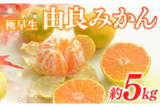 みかん 由良 5kg 柑橘 ミカン 蜜柑 極早生 ビタミン フルーツ 果物 果実 早生 おいしい 健康 美容 大石農園 静岡県 牧之原市
