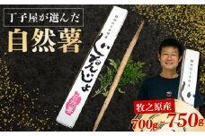 【R7年12月上旬からの発送】 丁子屋が選んだ 自然薯 台地のご馳走 700g ~ 750g 新鮮 健康 長寿 とろろ 静岡県 牧之原市 ヤマゴ増田製茶
