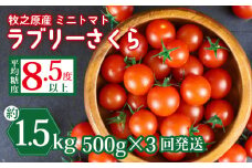 ミニ トマト フルーツ トマト ラブリーさくら うまたま 予約 受付 500g × 3回 発送 計 1.5kg 国産 野菜 フルーツ 甘い 静岡県 牧之原市 山本農園