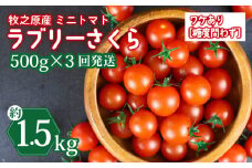 訳あり ミニ トマト フルーツ トマト ラブリーさくら うまたま 予約 受付 500g × 3回 発送 計 1.5kg 選べる 容量 発送 回数 国産 野菜 フルーツ 甘い 静岡県 牧之原市 山本農園
